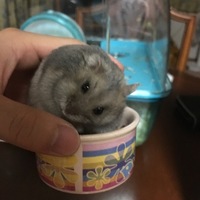 ハムちゃん