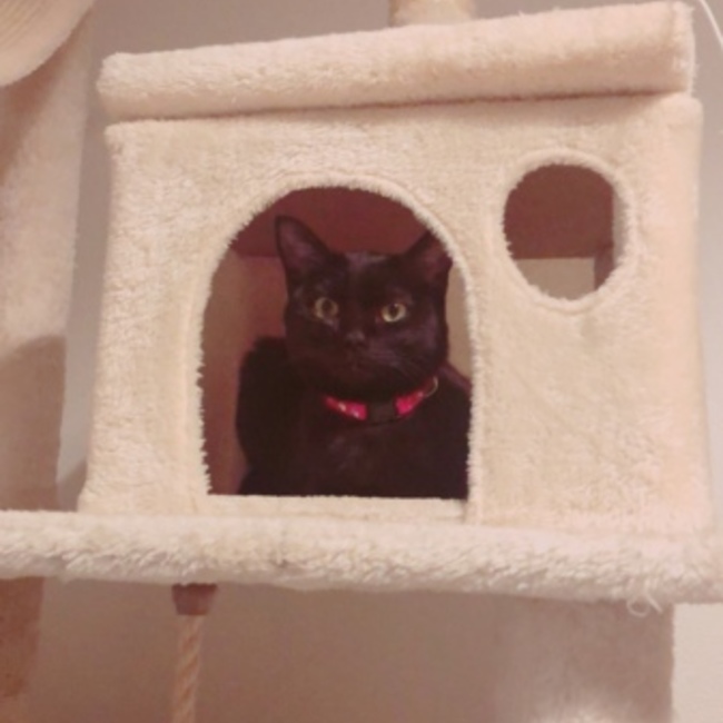 tomoluのカバー写真