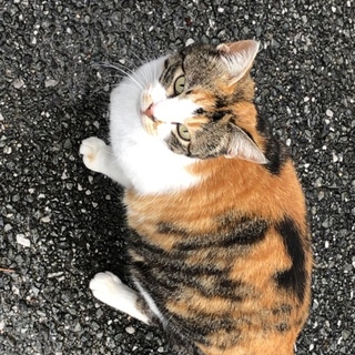 動画あり！TNR予定の美猫の三毛猫里親募集！！！