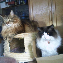 「またもや殴り合い勃発(笑)」サムネイル1