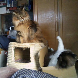 「またもや殴り合い勃発(笑)」サムネイル2