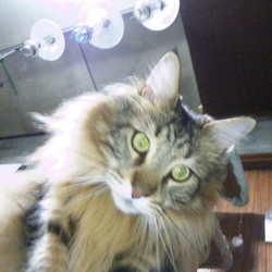 「またもや殴り合い勃発(笑)」サムネイル3