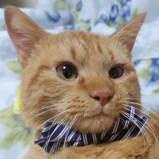 茶トラ1歳、将来は甘えっ子予定