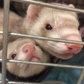 オスメスフェレット2匹飼育できる方♪