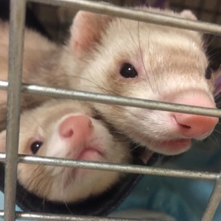 オスメスフェレット2匹飼育できる方♪