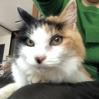 【緊急】飼い主が亡くなって捨てられた17歳の三毛猫