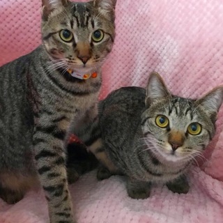 1歳半「キジトラ兄妹」ピーチーズ