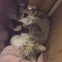 子猫の里親さん募集