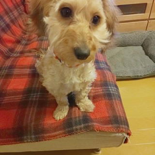 ヨーキーMIXチロルちゃん♥