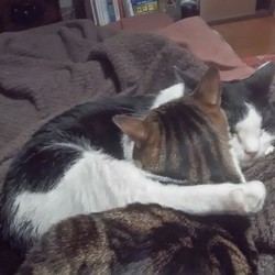 飼い主入院してました、母が猫の世話をしてくれました