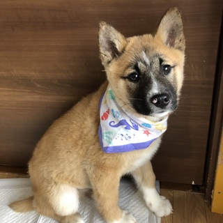 里親決定しました。