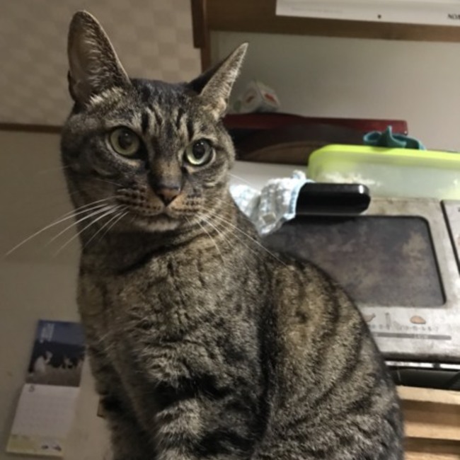 しんきゃらみわのカバー写真