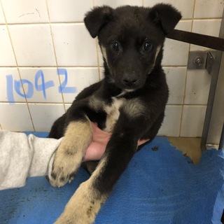 緊急です。3匹兄弟の子犬です。動画有り。1042番