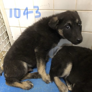 緊急です。3匹兄弟の子犬たち。動画あり。1043番