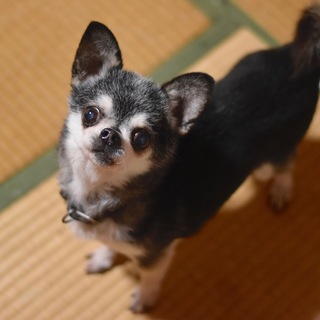 パチーノです！