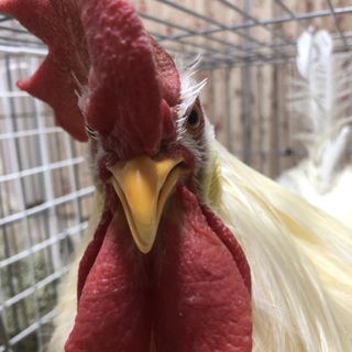 鶏 オス 里親募集