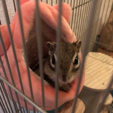 りんたろうの写真