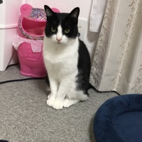 ふー