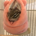 シマリスの里親募集中です