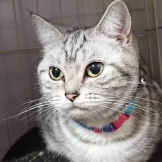 アメショーの女の子  落ち着いてます 妹