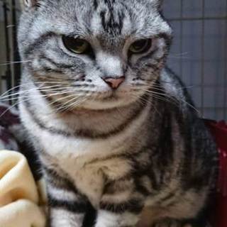 アメショー 落ち着いてる女の子 姉