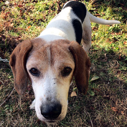 しっぽのおうちさがし　定例譲渡会 サムネイル3
