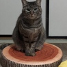 の写真
