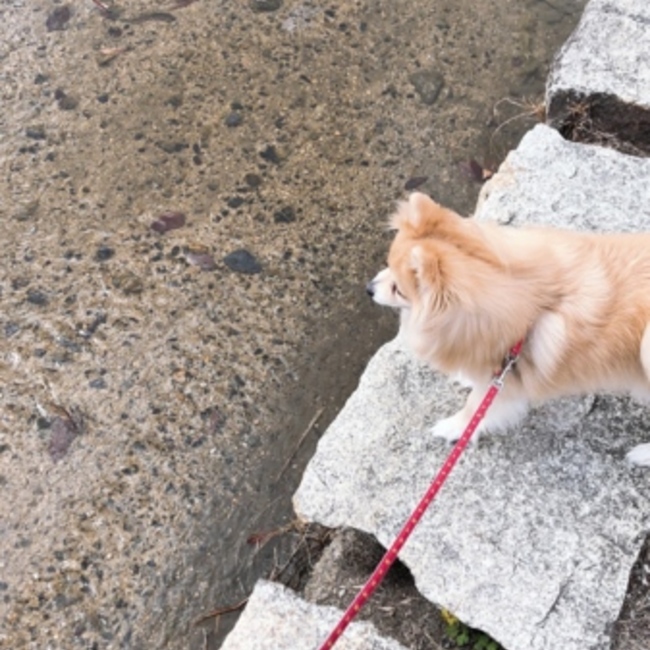 ryのたつやのカバー写真