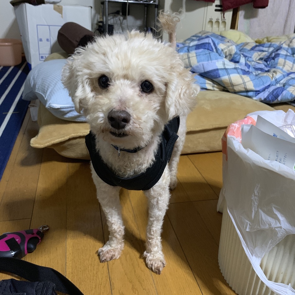 ダッフィーのカバー写真