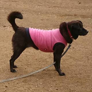 粒らな瞳ロビンちゃん募集中