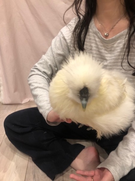 若い烏骨鶏 オス 顔 性 東京都 鳥の里親募集 ペットのおうち 月間利用者150万人 若い烏骨鶏 オス 顔 性 東京都 鳥の里親募集 ペットのおうち 月間利用者150万人