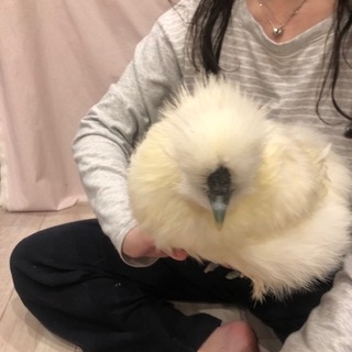 若い烏骨鶏（オス）顔・性格・リーダー資質良し！です