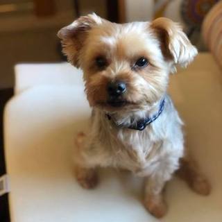 お膝だいすきヨーキーのリク♂　一人っ子がいいな