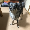 家族の一員に迎えて下さい！