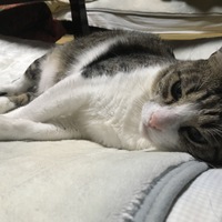 ゴン