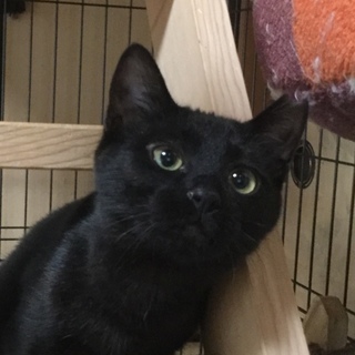 漆黒の可愛い子猫、ほたるです！