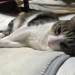 【急募】ゴンをお願いします