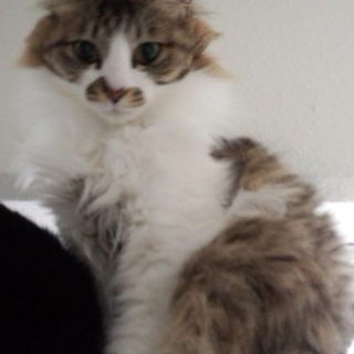 小柄ノルウェージャン風ふわふわ