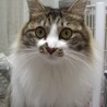 小柄ノルウェージャン風ふわふわ サムネイル4