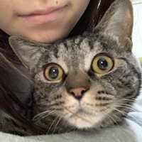 ノア
