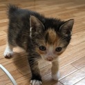 愛らしい三毛猫のおチビちゃん☆ルキアちゃん