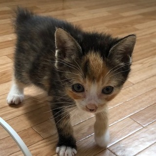 愛らしい三毛猫のおチビちゃん☆ルキアちゃん