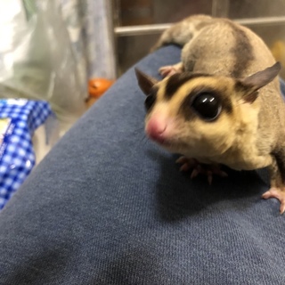 里親募集 フクロモモンガ4才