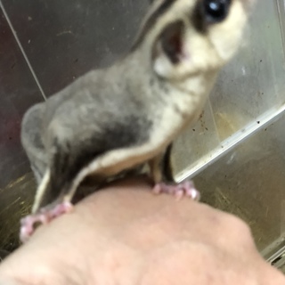 里親募集 フクロモモンガ モザイク