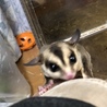 里親募集 フクロモモンガ モザイク サムネイル2