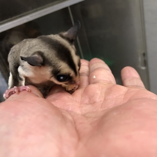 里親募集 フクロモモンガ メス