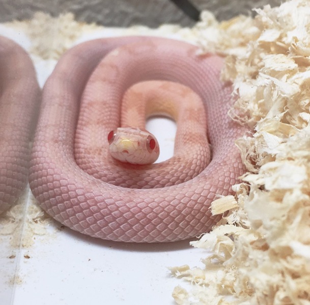 コーンスネーク ベビーサ 福岡県 爬虫類 他の里親募集 ペットのおうち 月間利用者150万人