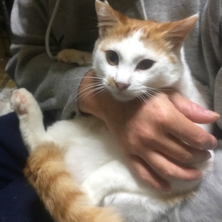 3本脚でもパワフル元気な男の子！