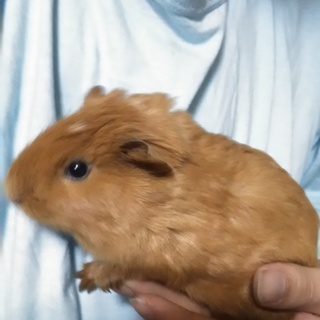 ２ヶ月のモルモット（イングリッシュ)