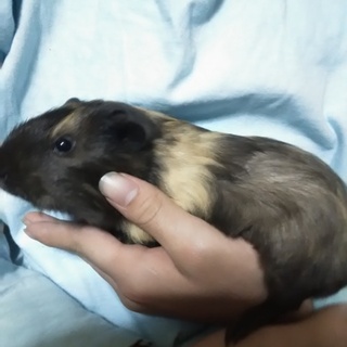 ２ヶ月のモルモット